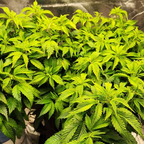 Strawberry Cough Clone growlog timeline photo