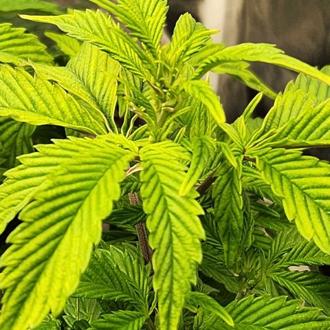 Strawberry Cough Clone growlog timeline photo