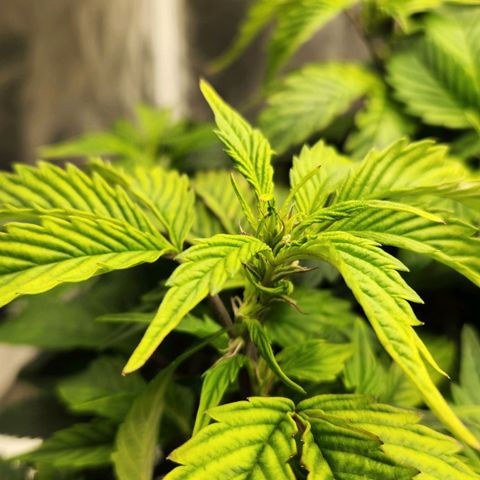 Strawberry Cough Clone growlog timeline photo