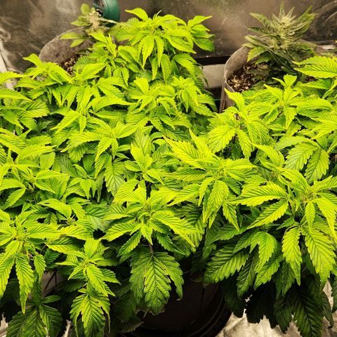 Strawberry Cough Clone growlog timeline photo