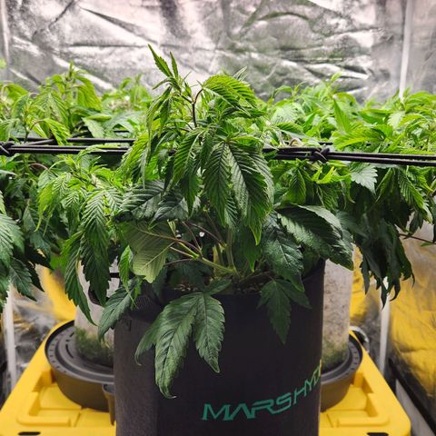 Strawberry Cough Clone growlog timeline photo