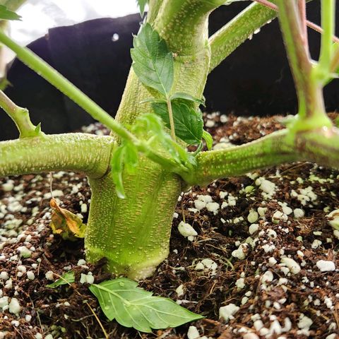 Strawberry Cough Clone growlog timeline photo