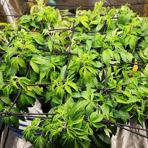 Strawberry Cough Clone growlog timeline photo