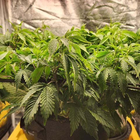 Strawberry Cough Clone growlog timeline photo