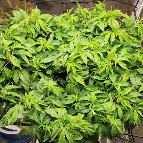 Strawberry Cough Clone growlog timeline photo
