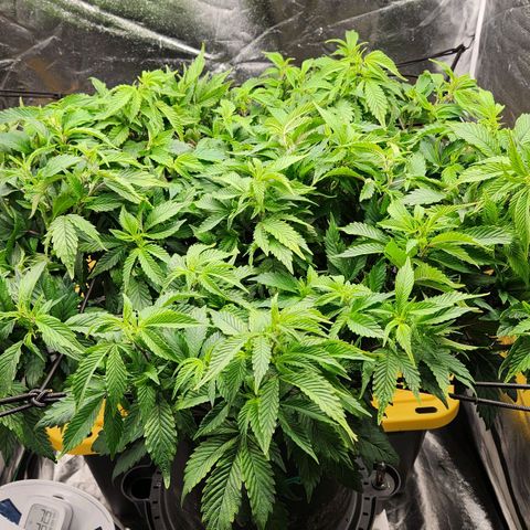 Strawberry Cough Clone growlog timeline photo