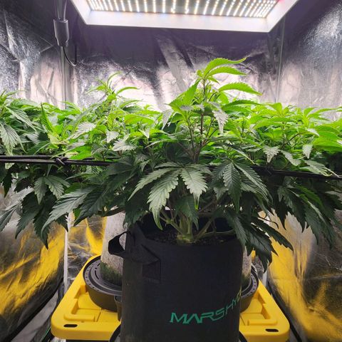 Strawberry Cough Clone growlog timeline photo
