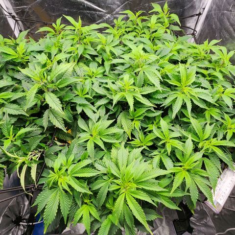 Strawberry Cough Clone growlog timeline photo