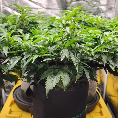 Strawberry Cough Clone growlog timeline photo