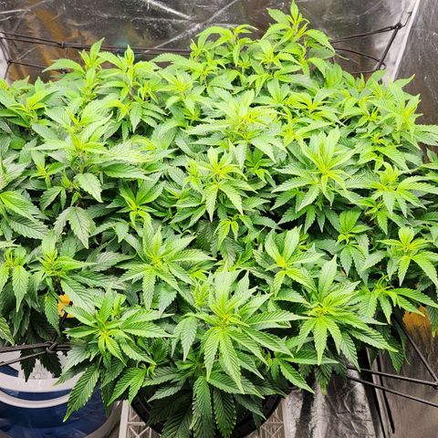 Strawberry Cough Clone growlog timeline photo