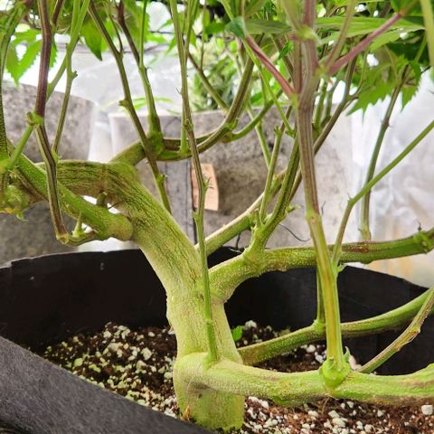 Strawberry Cough Clone growlog timeline photo