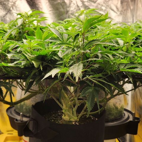 Strawberry Cough Clone growlog timeline photo