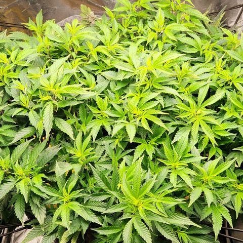 Strawberry Cough Clone growlog timeline photo