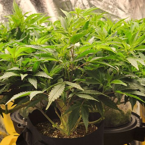 Strawberry Cough Clone growlog timeline photo