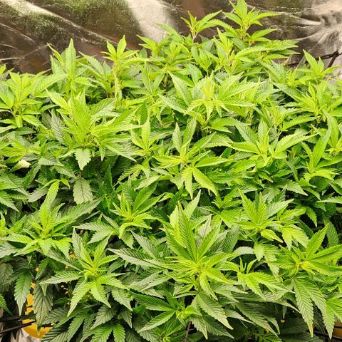 Strawberry Cough Clone growlog timeline photo