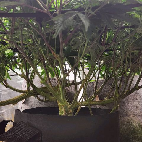 Strawberry Cough Clone growlog timeline photo