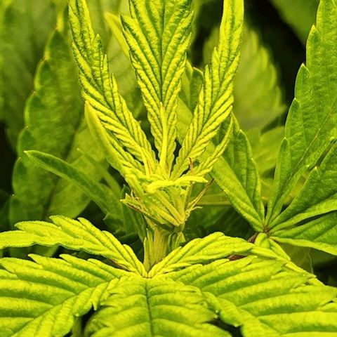 Strawberry Cough Clone growlog timeline photo