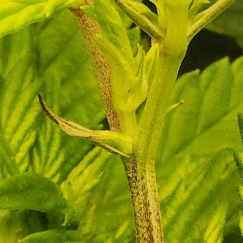 Strawberry Cough Clone growlog timeline photo