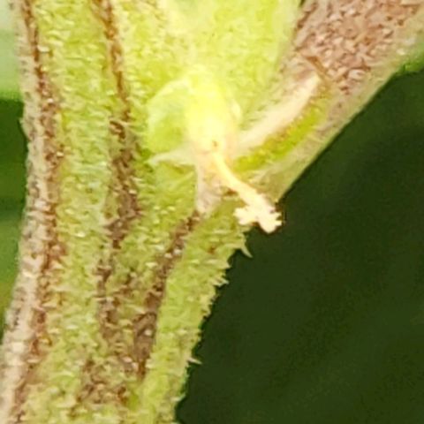 Strawberry Cough Clone growlog timeline photo