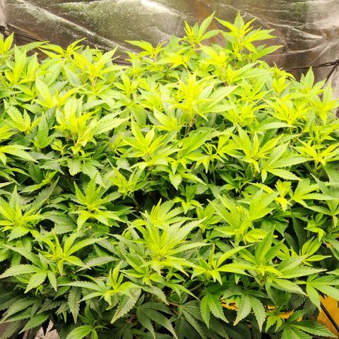 Strawberry Cough Clone growlog timeline photo