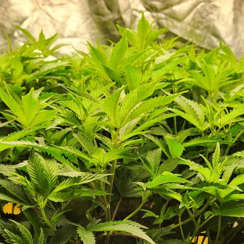 Strawberry Cough Clone growlog timeline photo