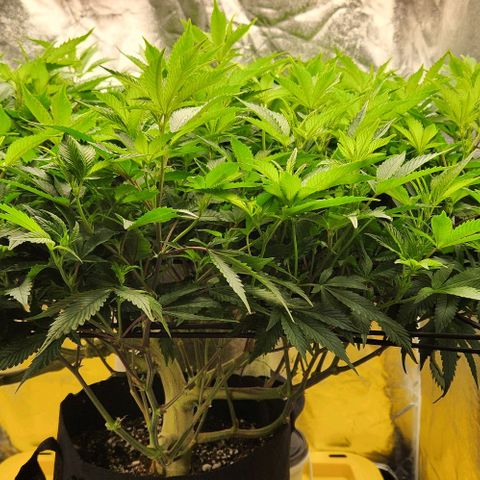Strawberry Cough Clone growlog timeline photo