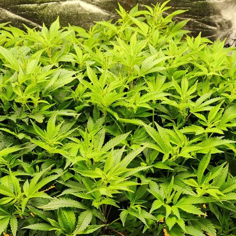 Strawberry Cough Clone growlog timeline photo