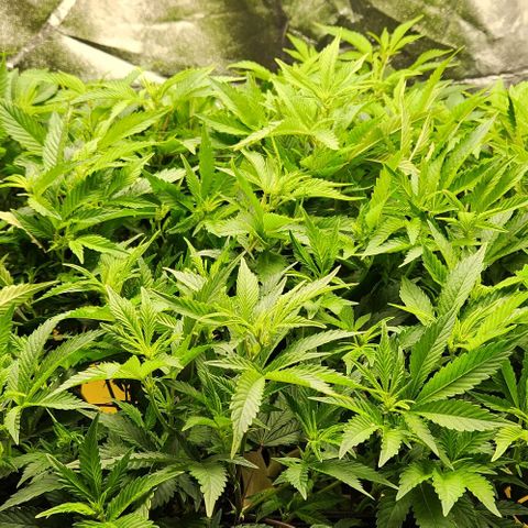 Strawberry Cough Clone growlog timeline photo