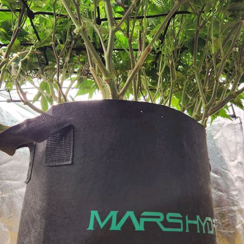Strawberry Cough Clone growlog timeline photo