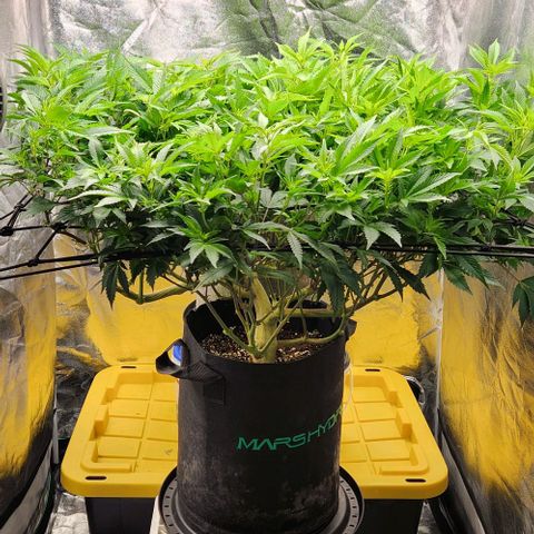 Strawberry Cough Clone growlog timeline photo