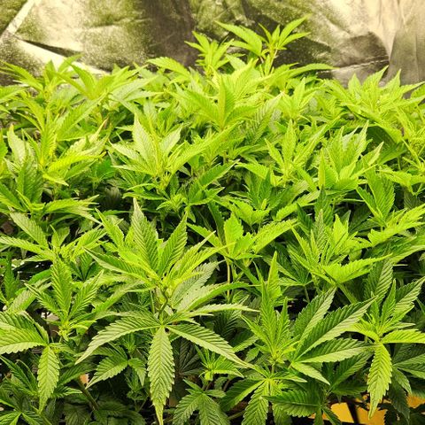 Strawberry Cough Clone growlog timeline photo