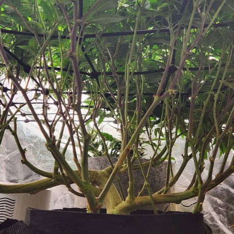 Strawberry Cough Clone growlog timeline photo
