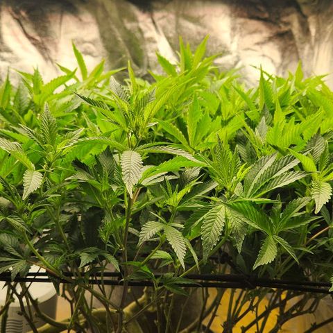 Strawberry Cough Clone growlog timeline photo