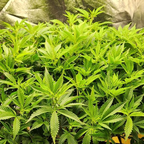 Strawberry Cough Clone growlog timeline photo