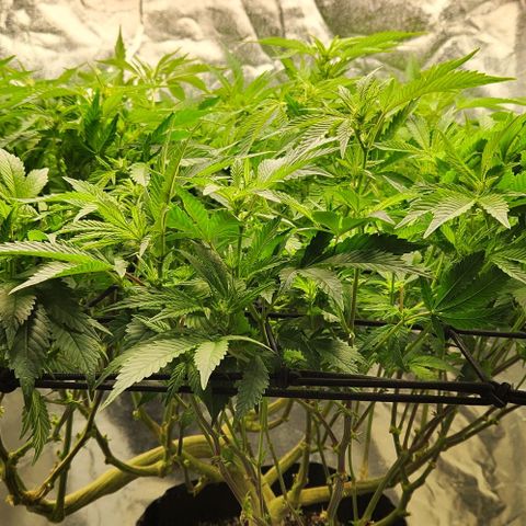 Strawberry Cough Clone growlog timeline photo