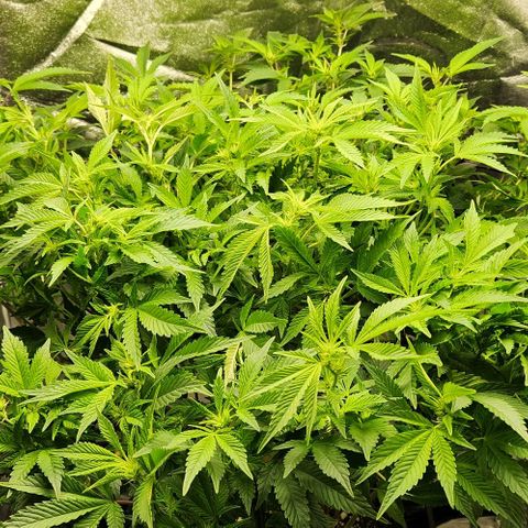 Strawberry Cough Clone growlog timeline photo