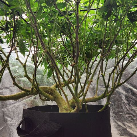Strawberry Cough Clone growlog timeline photo