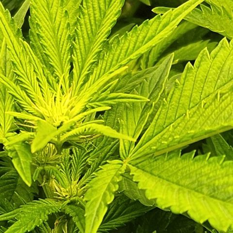 Strawberry Cough Clone growlog timeline photo