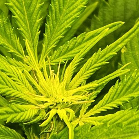Strawberry Cough Clone growlog timeline photo