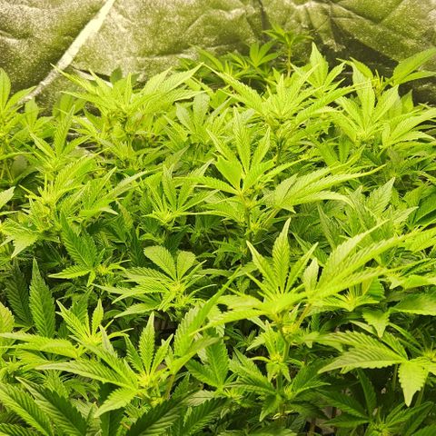 Strawberry Cough Clone growlog timeline photo