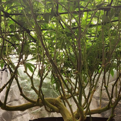 Strawberry Cough Clone growlog timeline photo