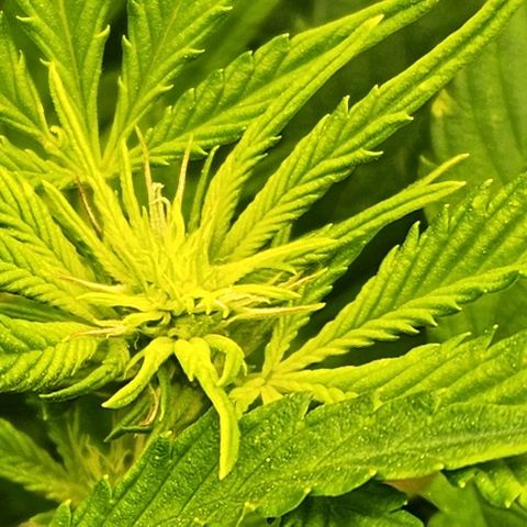 Strawberry Cough Clone growlog timeline photo