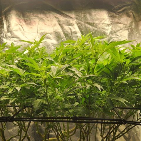 Strawberry Cough Clone growlog timeline photo