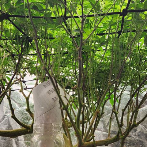 Strawberry Cough Clone growlog timeline photo