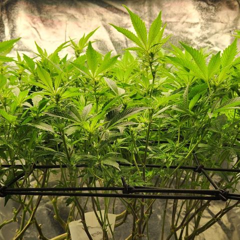 Strawberry Cough Clone growlog timeline photo