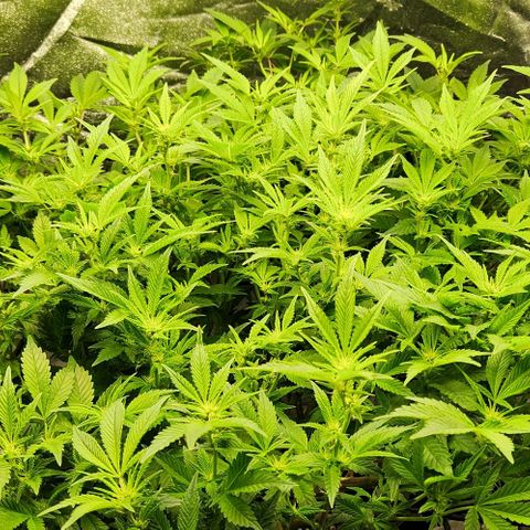 Strawberry Cough Clone growlog timeline photo