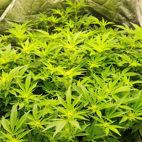 Strawberry Cough Clone growlog timeline photo