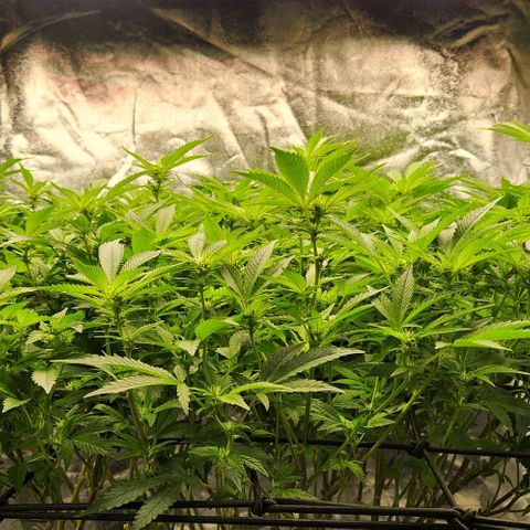 Strawberry Cough Clone growlog timeline photo