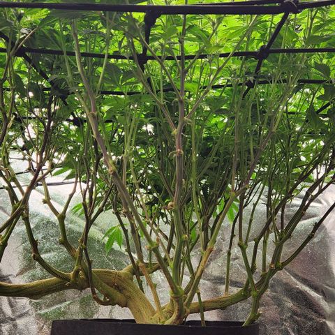 Strawberry Cough Clone growlog timeline photo