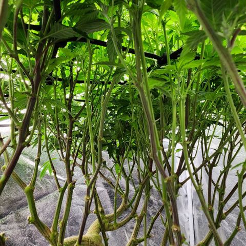 Strawberry Cough Clone growlog timeline photo